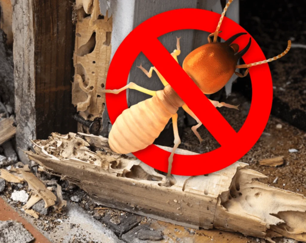 termite treatment